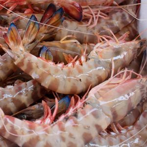 Langostino Tigre del Mediterráneo – Alta Gama