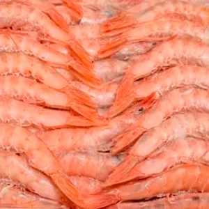 Gambas Cola Gorda de Marruecos – El Tesoro