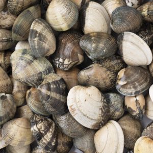 Almejas Fina Japónica – Delicadeza del Lejano Oriente