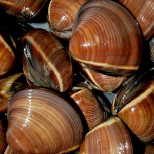 Almejas de Concha Marrón – Raíces Saladas