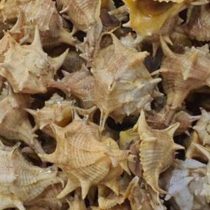 Cañaillas Frescas – Vida en el Caparazón