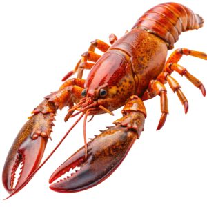 Langosta Cocida – El Lujo en su Punto Exacto