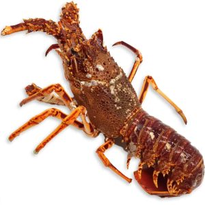 Langosta Cruda – Tú Decides el Momento