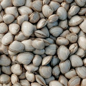 Almejas Blancas – Dulzura del Fondo Marino