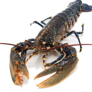 Bogavante Crudo Nacional – El Auténtico Esplendor