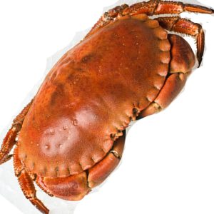 Buey de Mar Cocido – Majestad a Tu Alcance