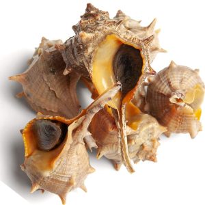 Cañaillas Cocidas de Cádiz – Andalucía en cada Bocado