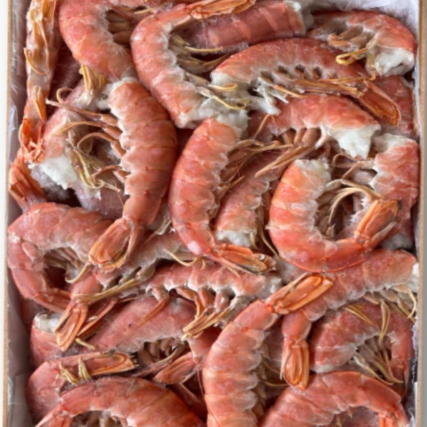 Gambón Cola Crudo – N2