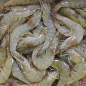 Langostinos Blancos – Pureza del Mar