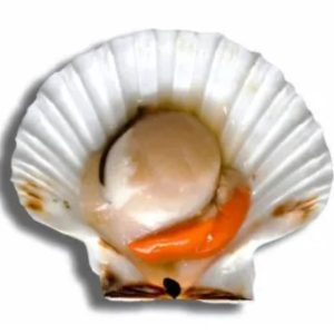 Vieiras Media Concha – Elegancia en su Casa