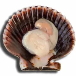 Zamburiñas – El Sabor Concentrado del Mar